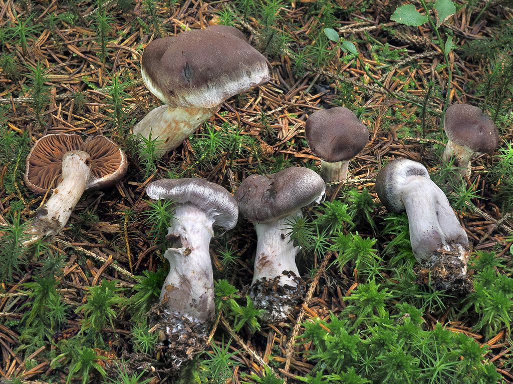 C. imbutoides - pijavý