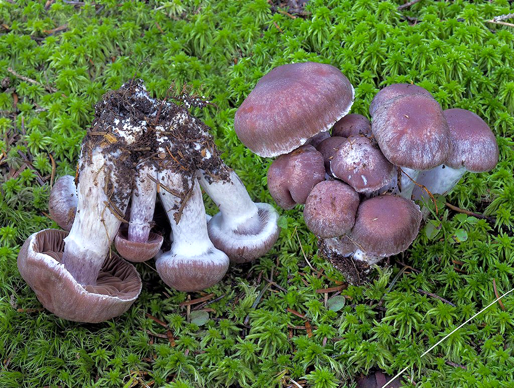 C. imbutus asp. imbutus - naliaty