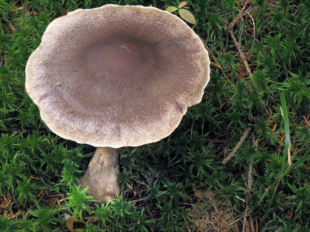 C. imbutus asp. laccatus - lakovaný