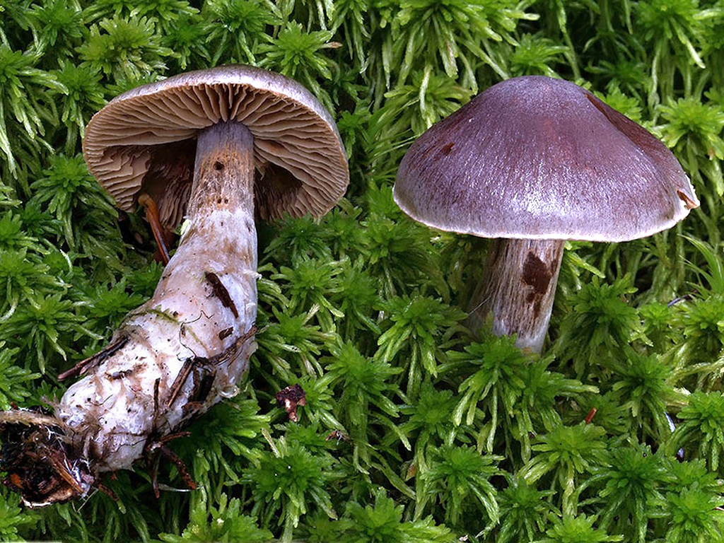 C. impennoides - hlinovohnedý