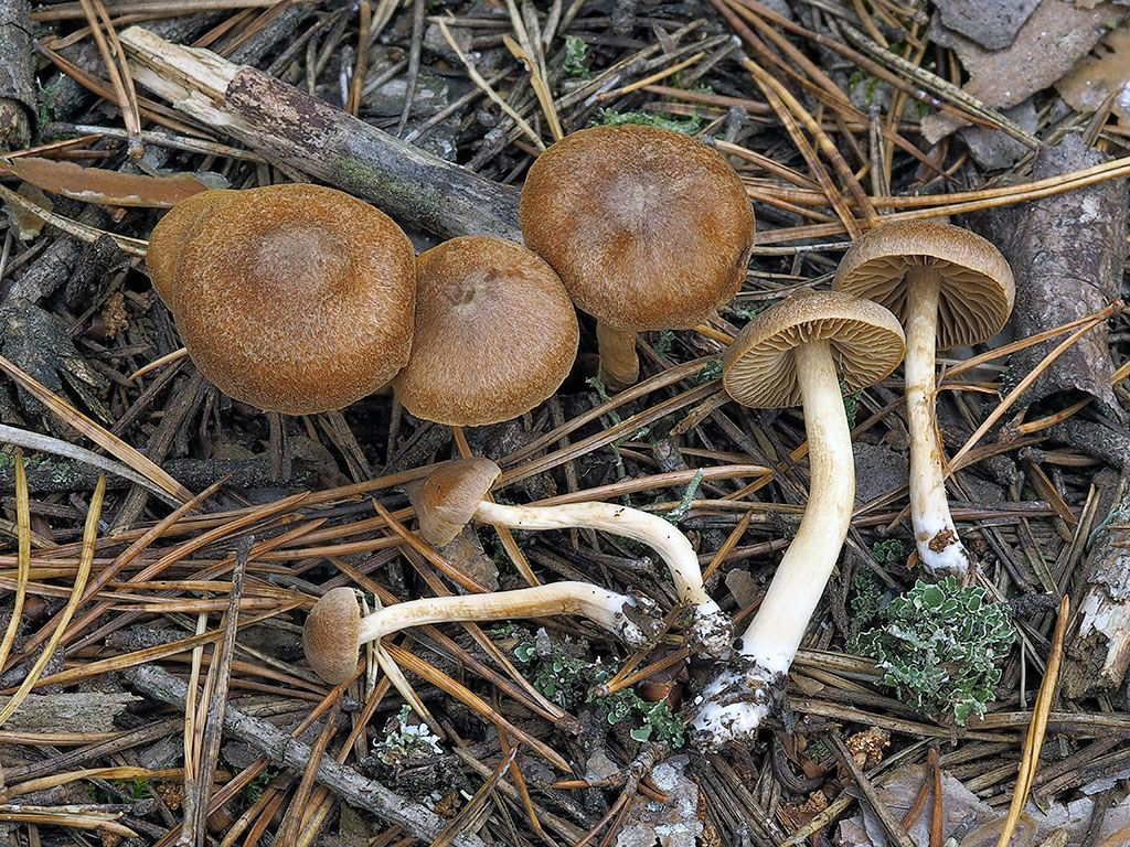 C. impolitus - neuhladený