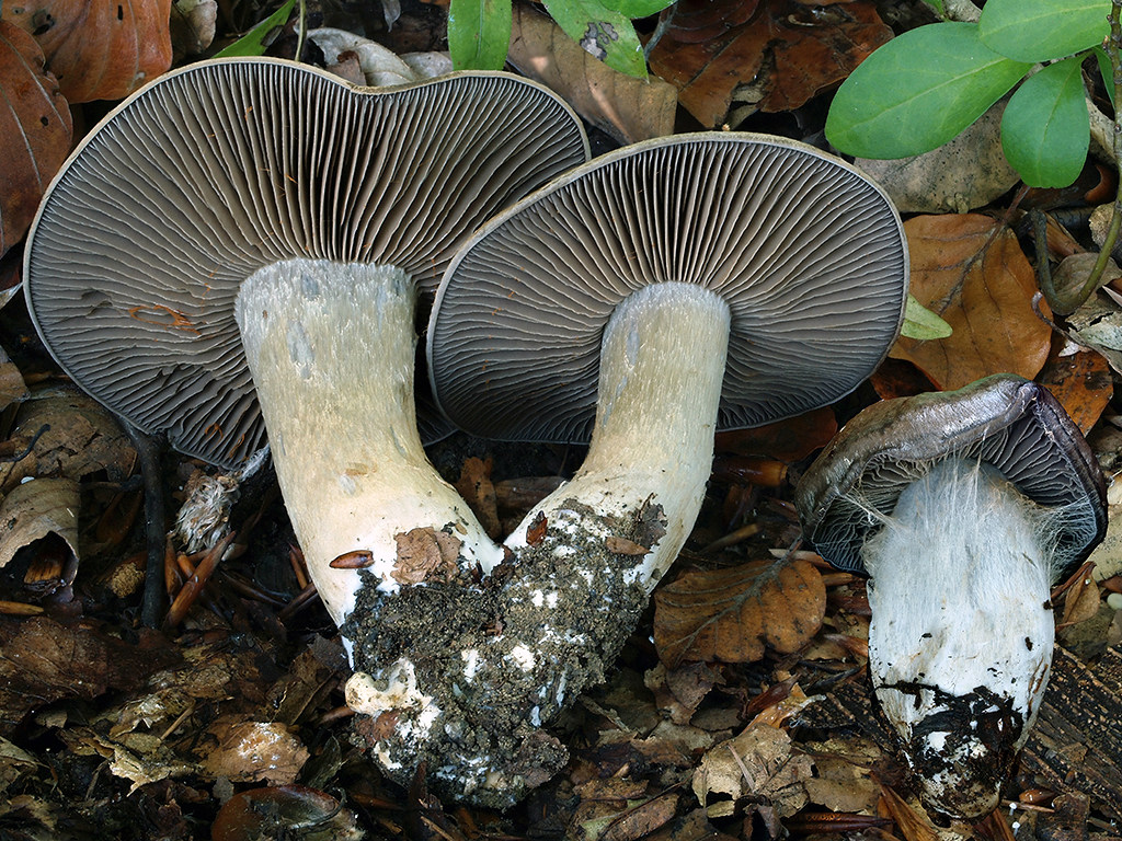 C. infractus f. olivellus - olivovohnedý olivový