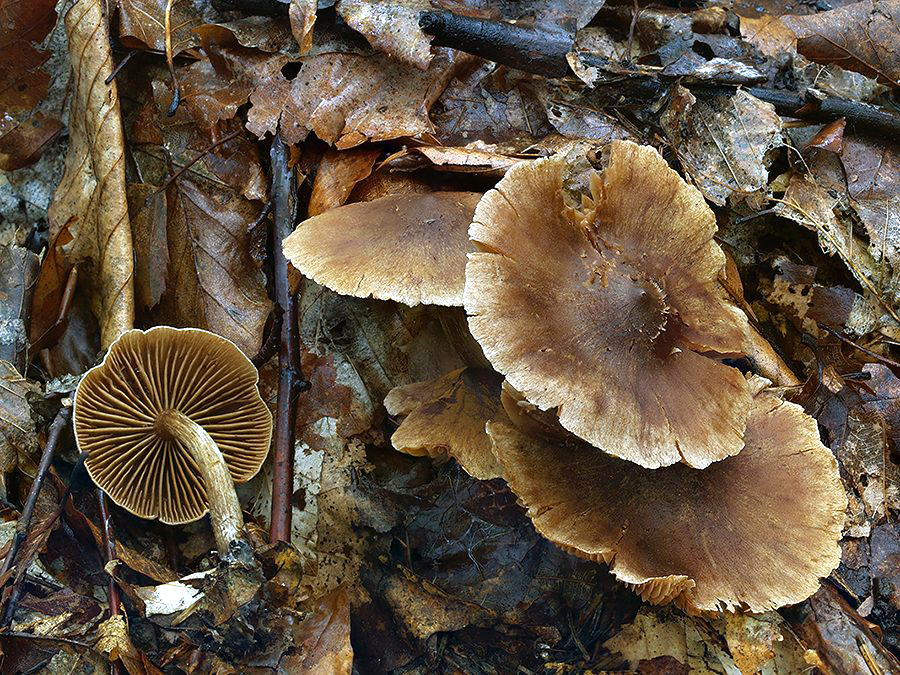 C. inolens var. parvinolens - nevoňavý malý