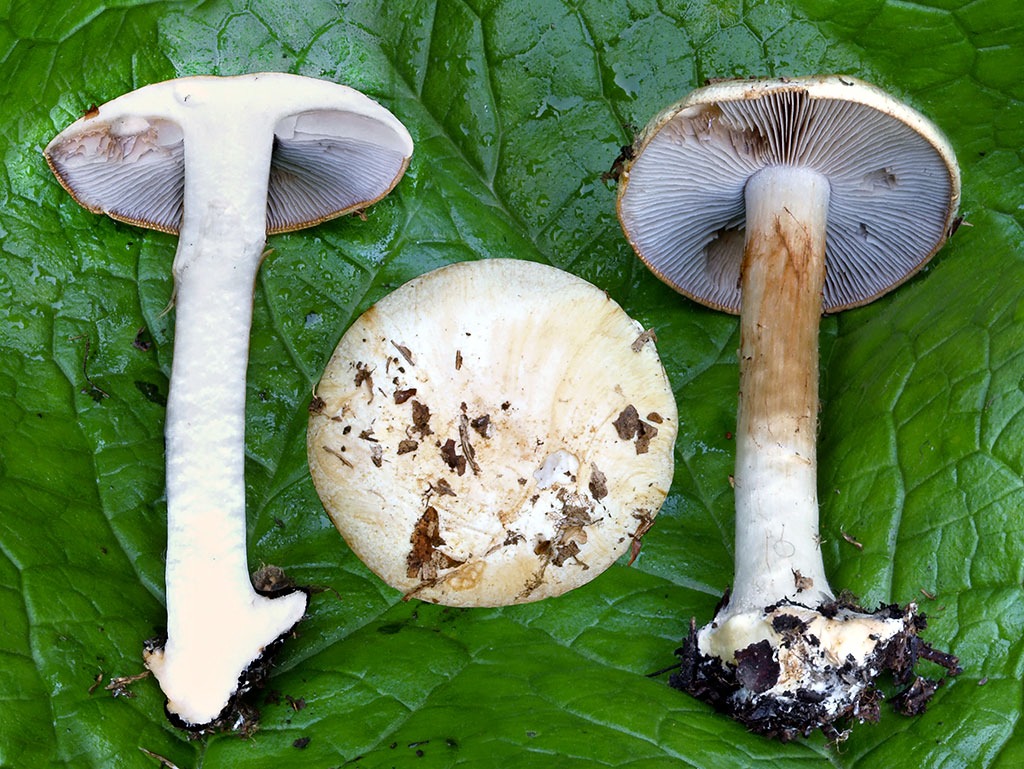 C. insignibulbus - výraznohľúzový