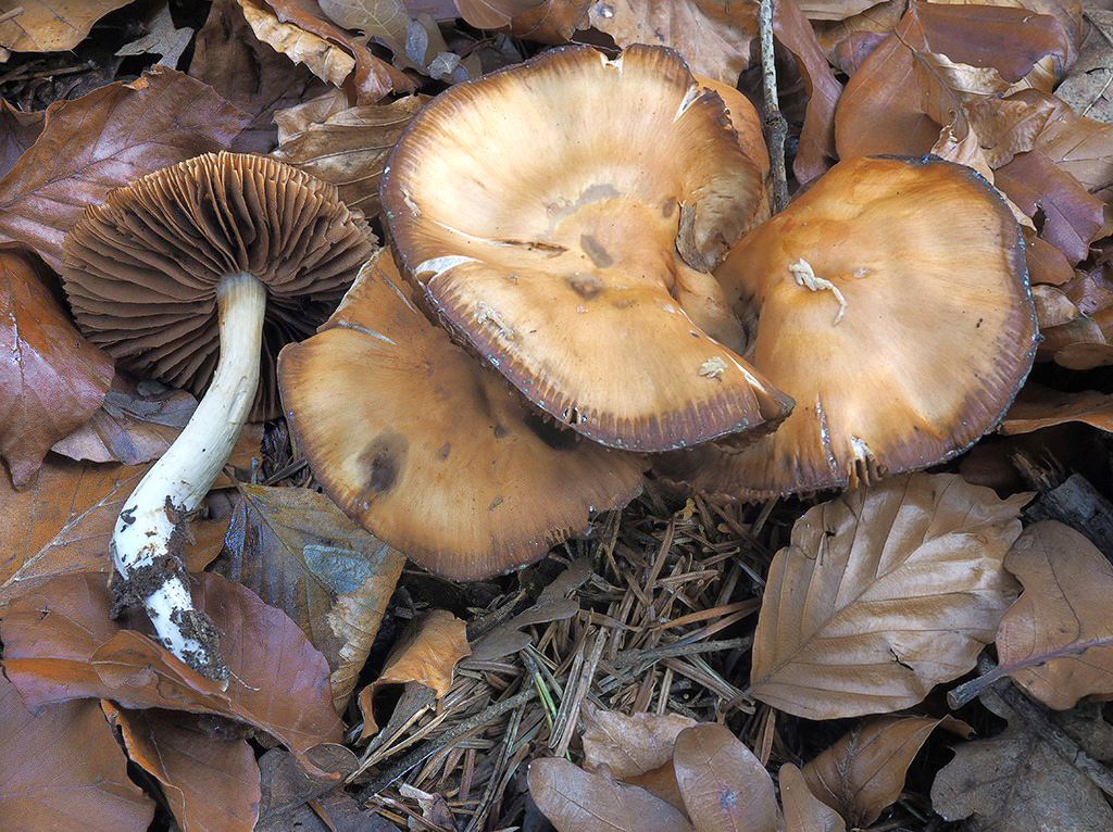 C. jacobi-langei - Jakoba Langeho
