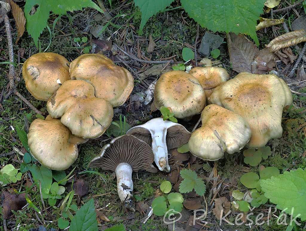 C. jasmineus - jazmínový