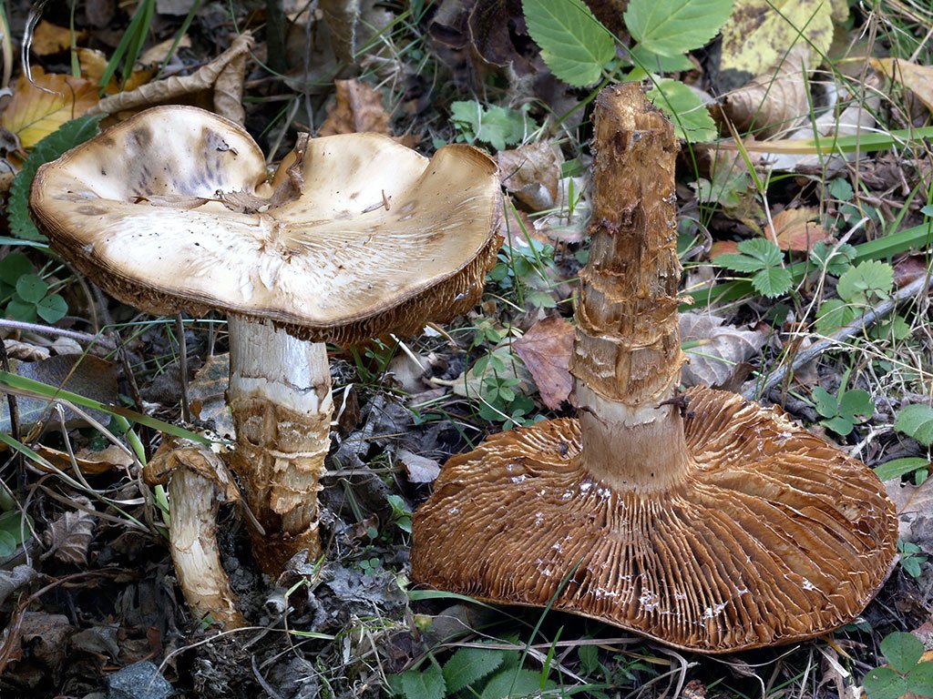 C. killermannii - Killermannov