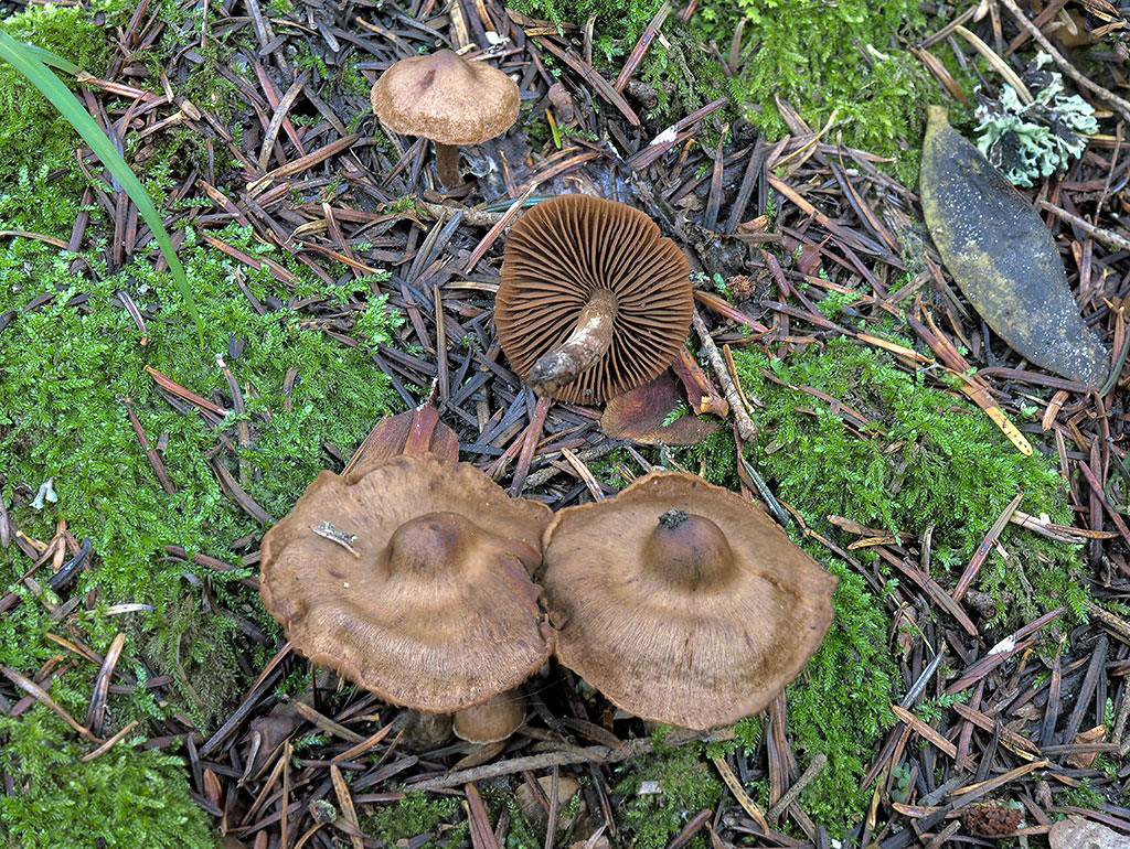 C. laceratomarginatus - rozpukanoobrúbený