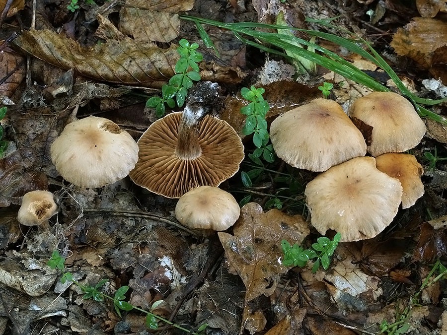 C. lacustris - jazerný, záplavový