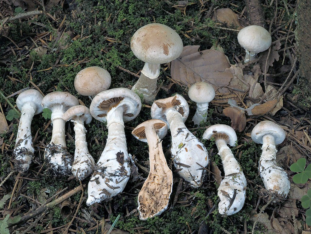 C. laniger f. macrosemen - bielopásavý šíhly