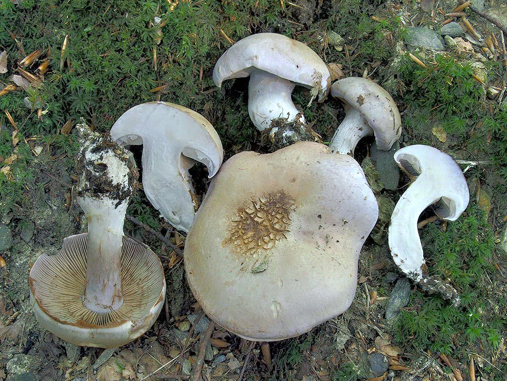 C. largus - mäsitý