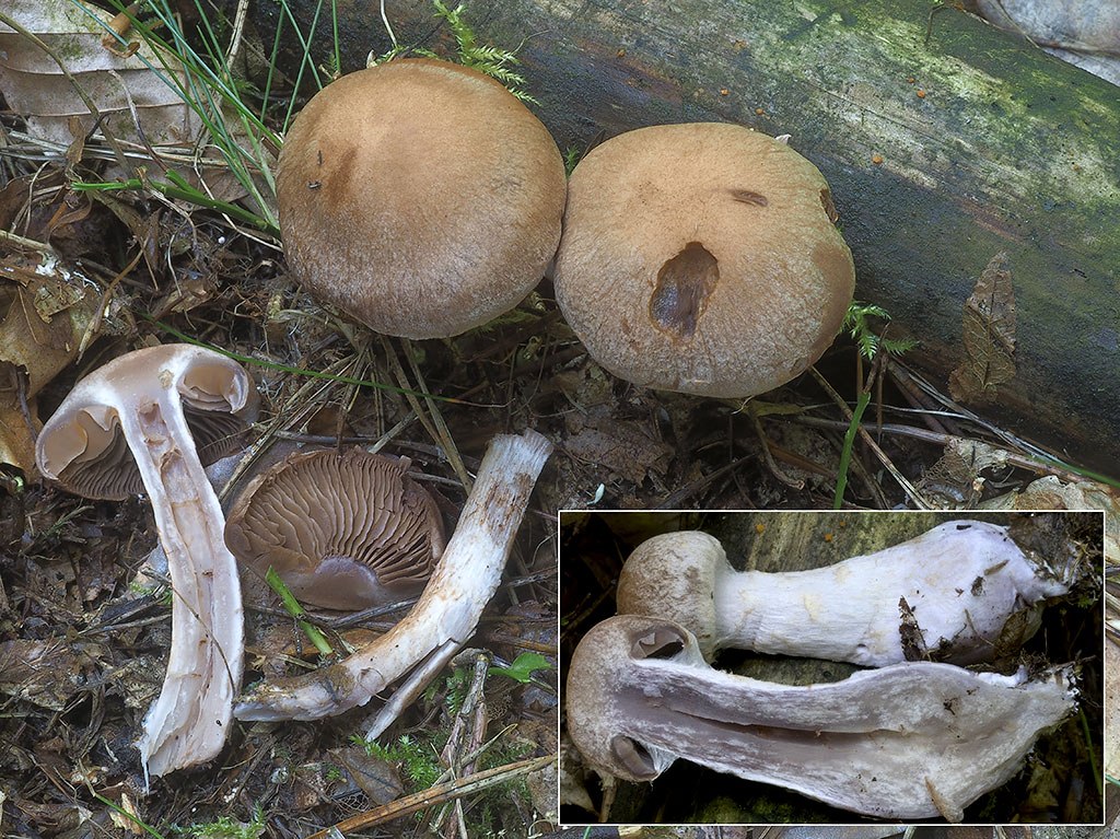 C. lepidopus - šupinkatohlúbikový