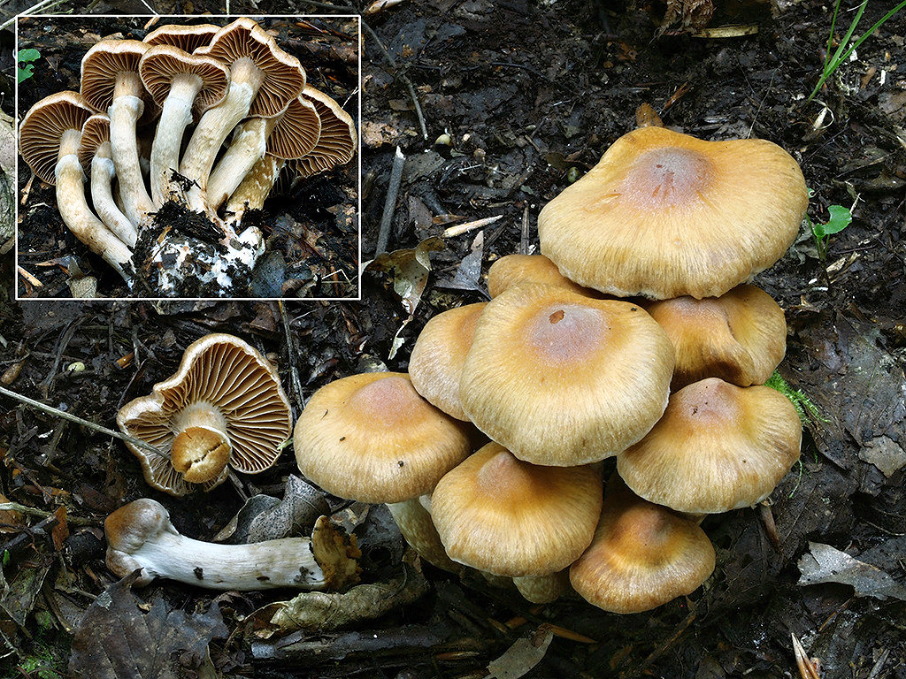 C. lepidus - pekný