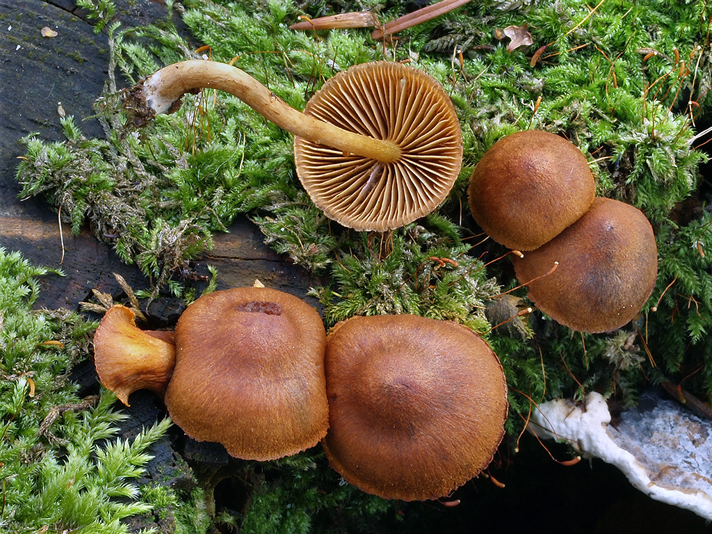 C. lignicola - drevný