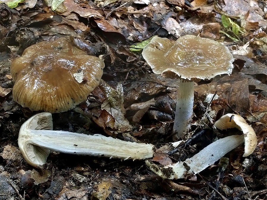 C. livido-ochraceus - neveľký