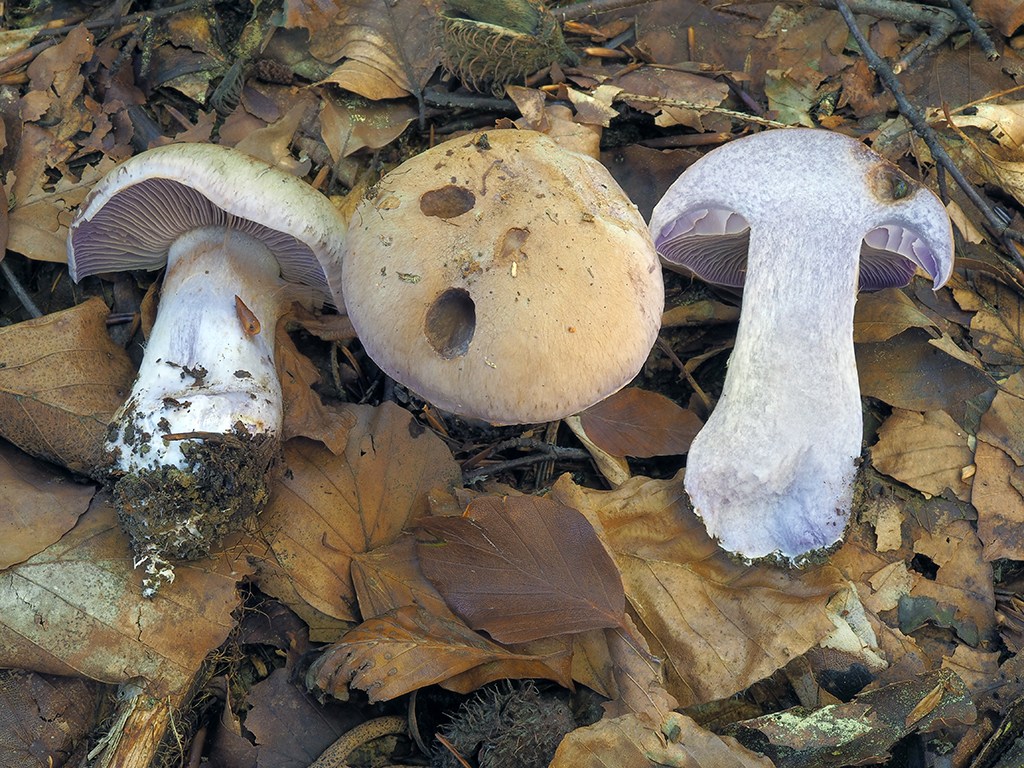 C. lividoviolaceus - olovovofialový