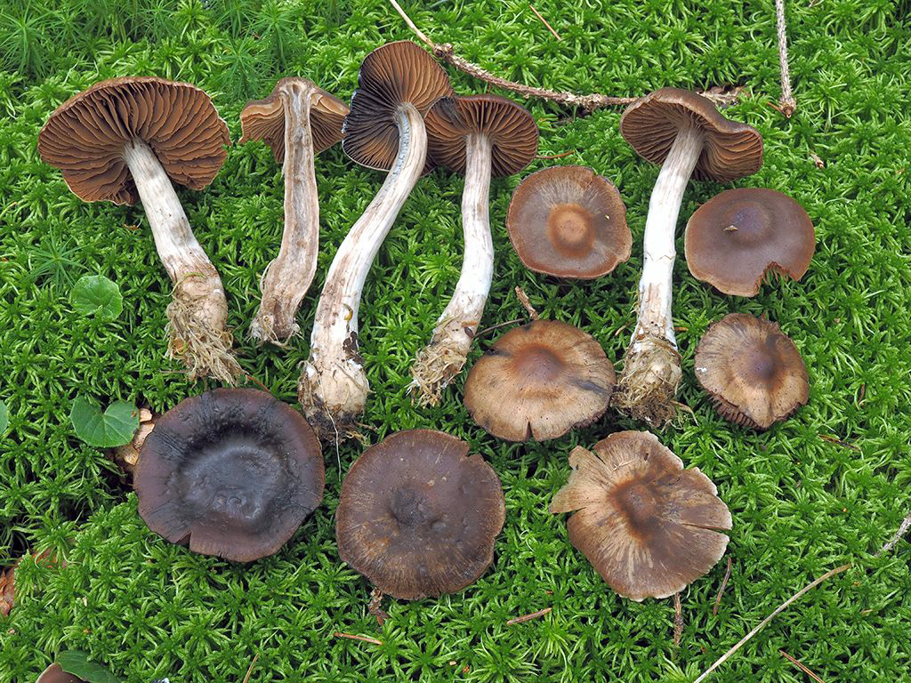C. lucandii - Lucandov