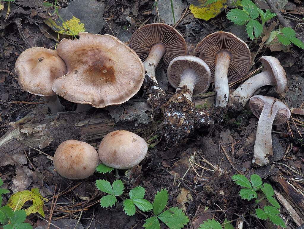 C. lucorum - hájový