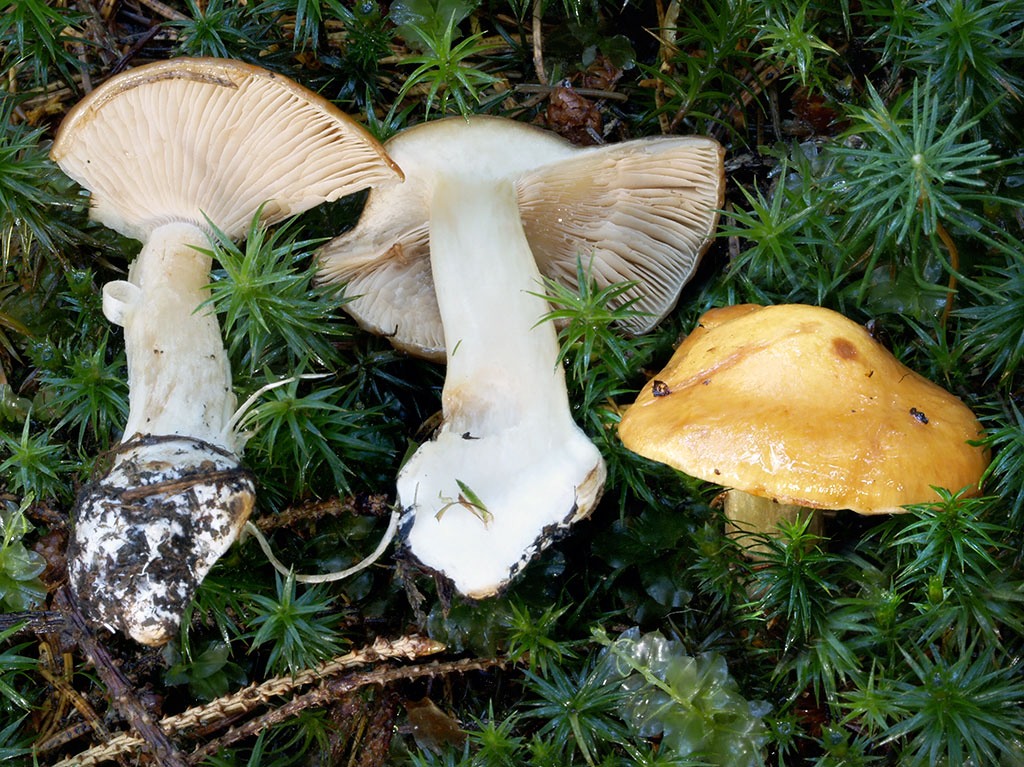 C. luteoallutus - žltkastohlinový