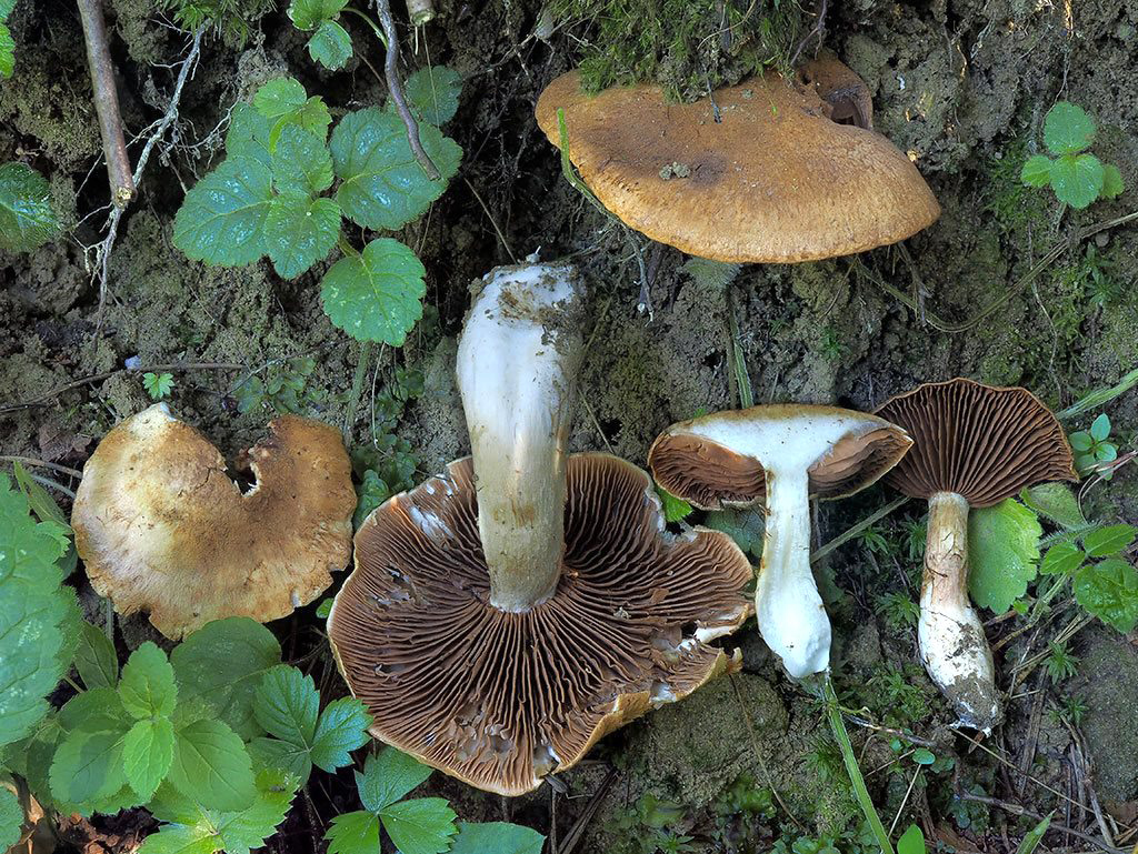 C. macropus - veľkohlúbikový