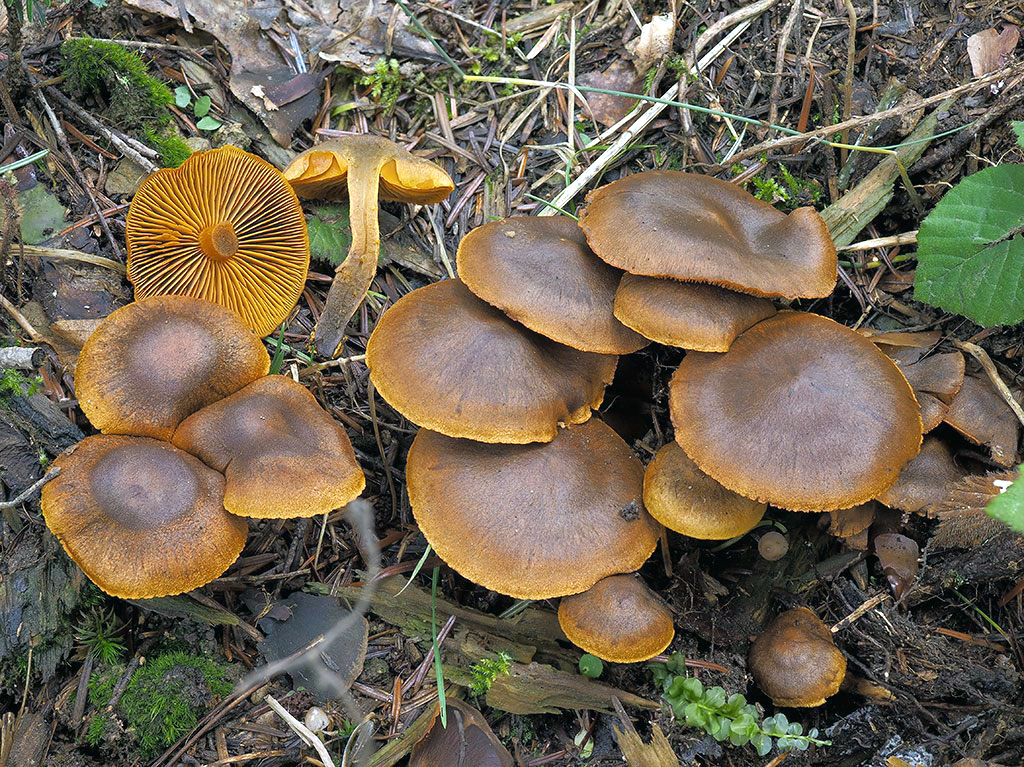 C. malicorius - granátový