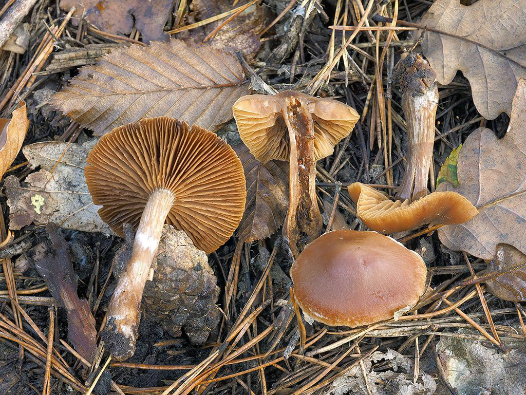 C. melitosarx - medovožltý