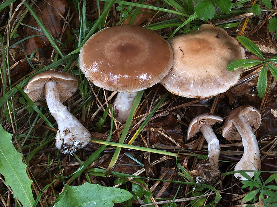 C. melleopallens - medovohnedý