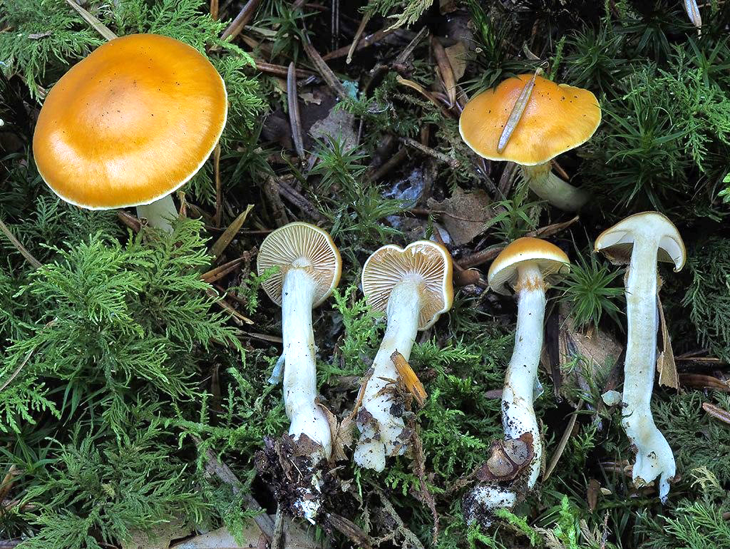 C. microspermus - drobnovýtrusný