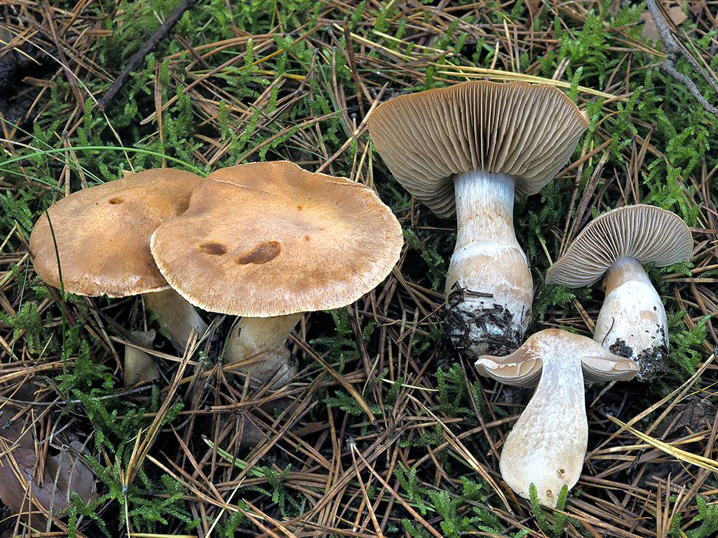 C. millaresensis - millaresský