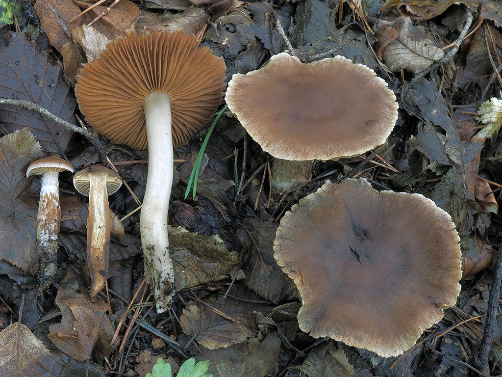 C. milvinicolor - jastrabí 