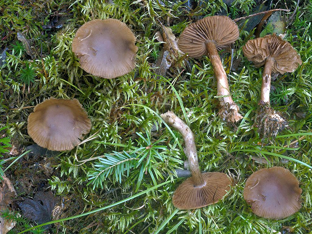 C. milvinoides - jastrabný