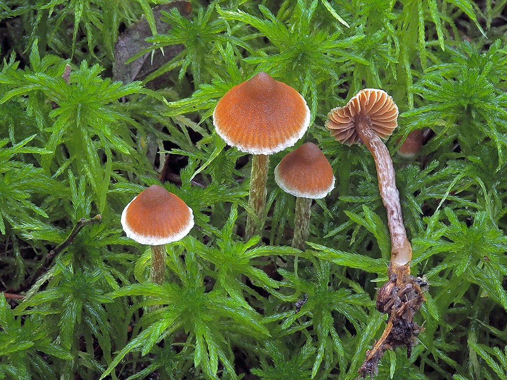 C. miniobtusus - zmenšený