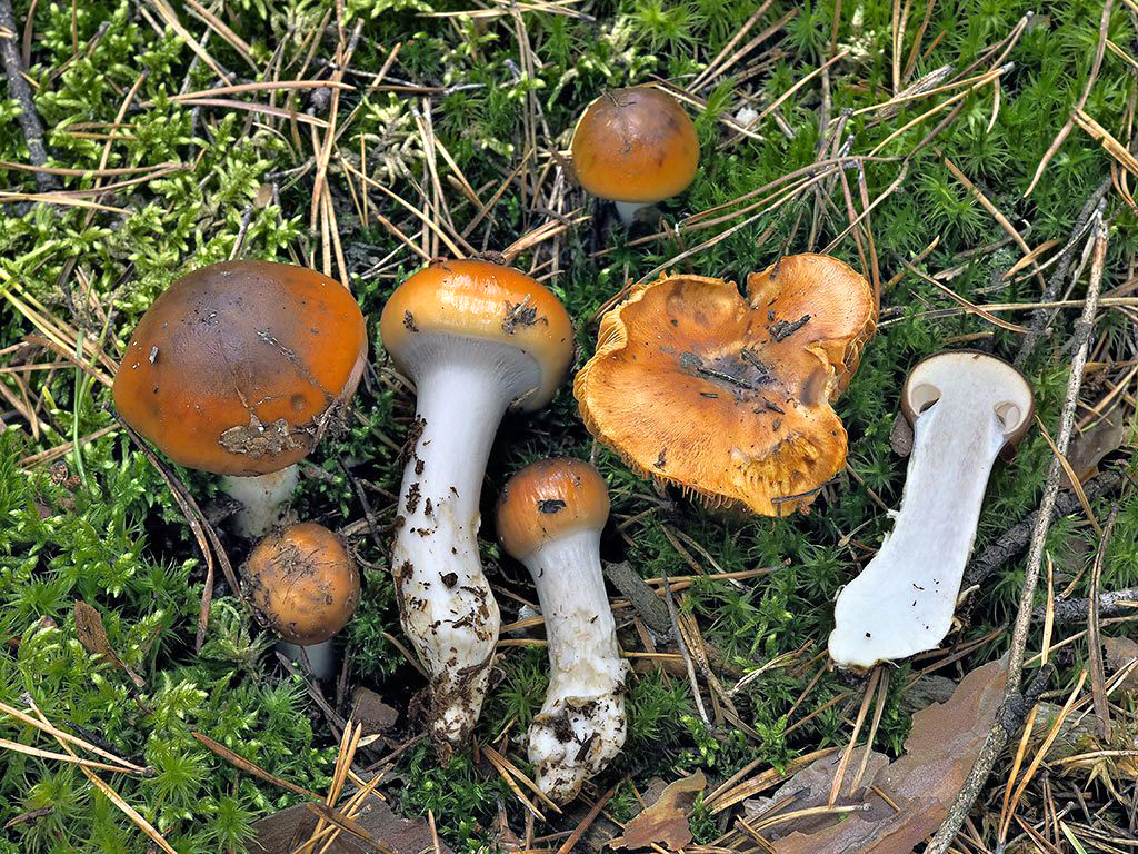 C. mucosus - slizký