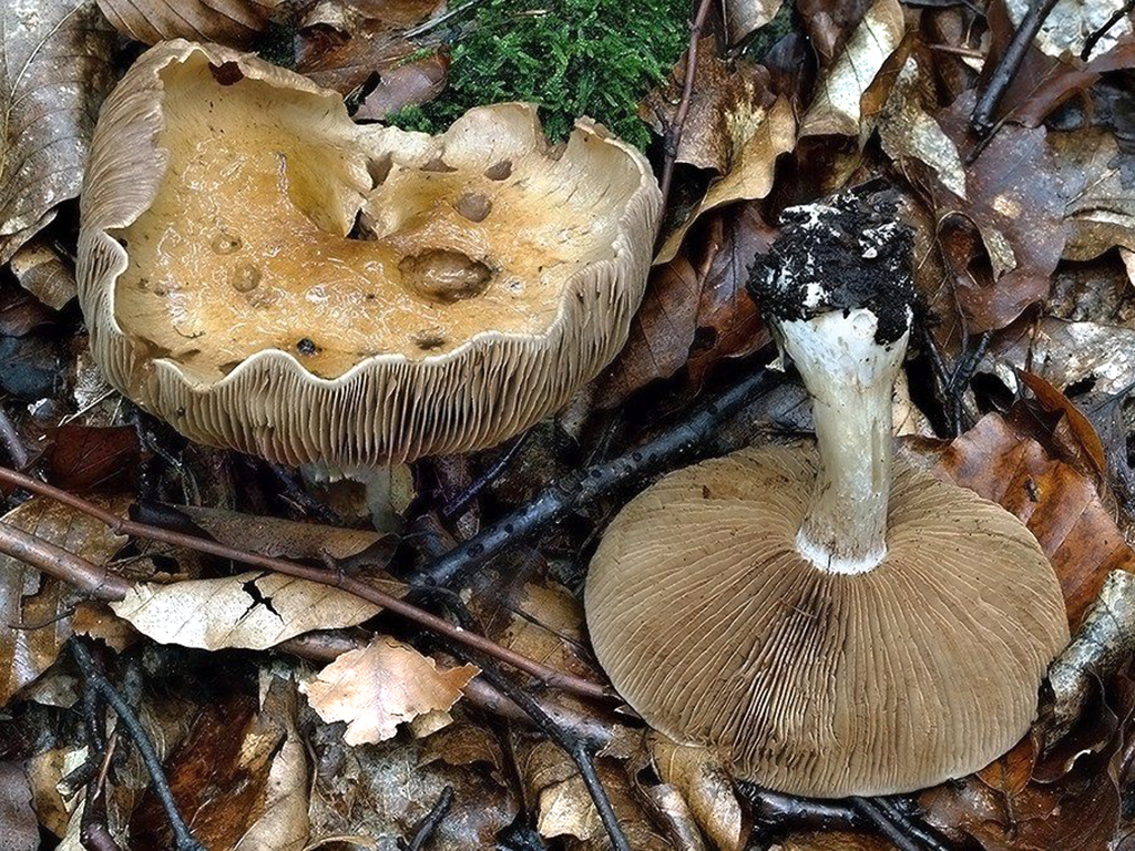 C. multiformis var. balius - tarkavý