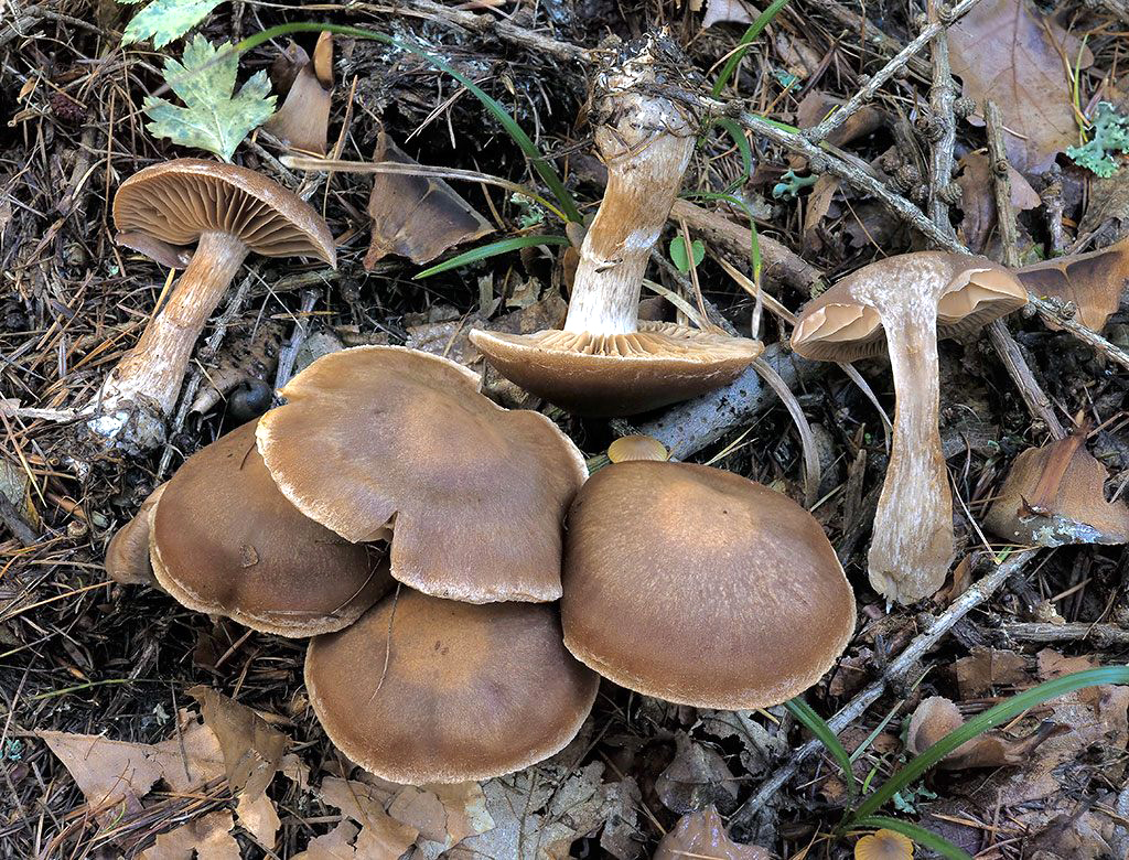 C. murinascens - myšací