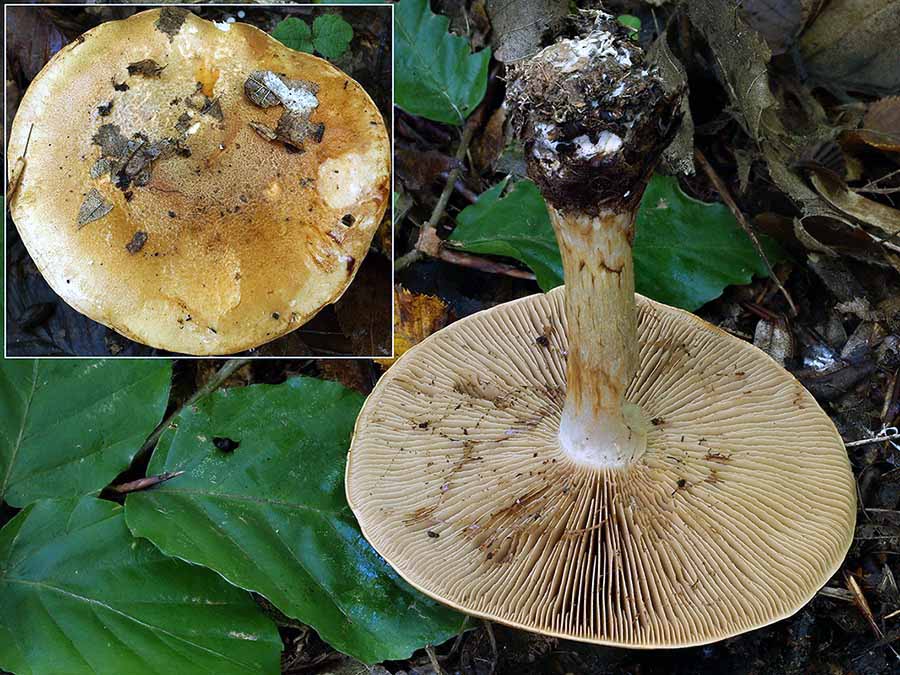 C. nanceiensis - nacyjský