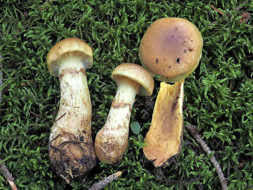 C. nanceiensis var. pseudopercomium - nancyjský krátkovýtrusný