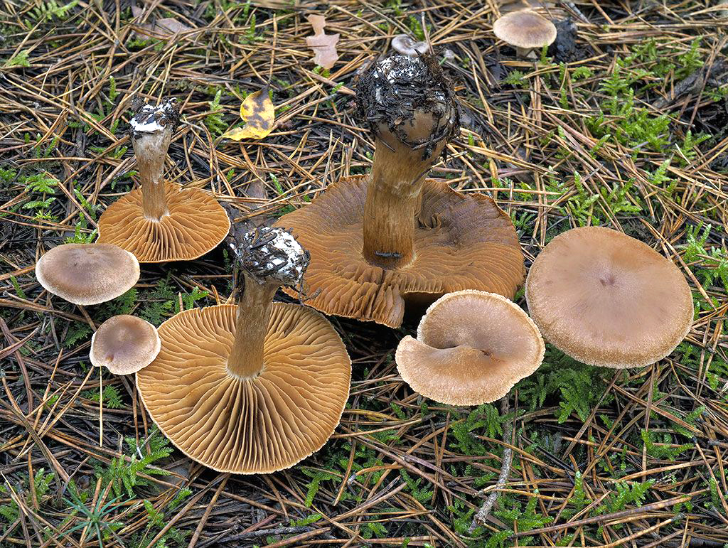 C. neofurvolaesus - tizianový