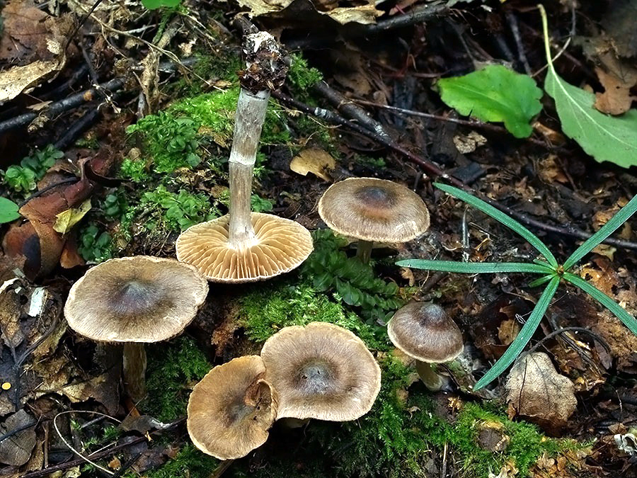 C. nigrocuspidatus - černastohrboľový