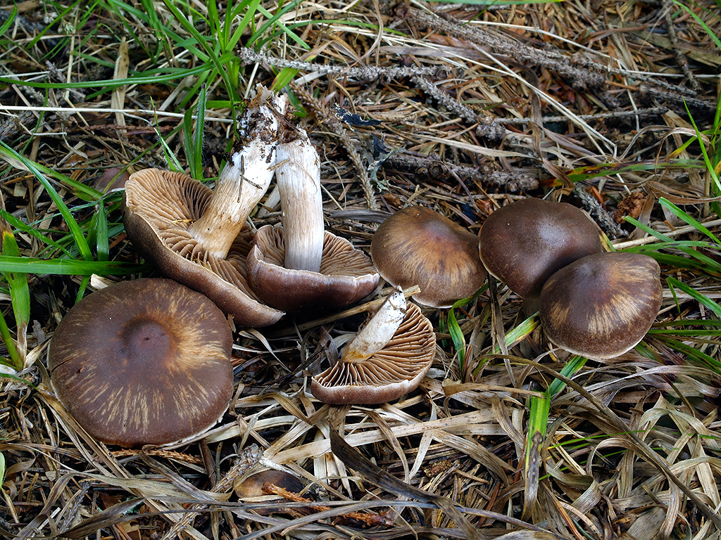 C. nitens - štihlovýtrusný