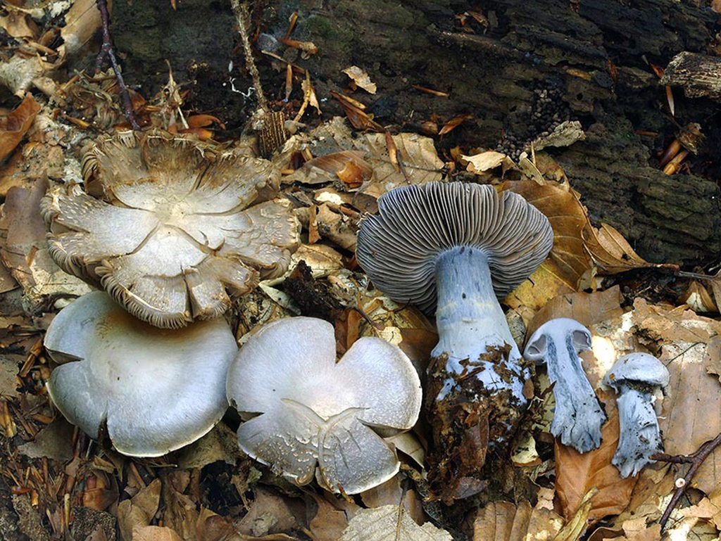 C. mystagogi - mystický 