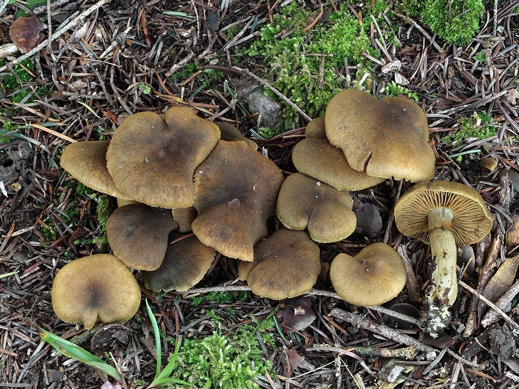 C. nothoraphanoides - nepravý 
