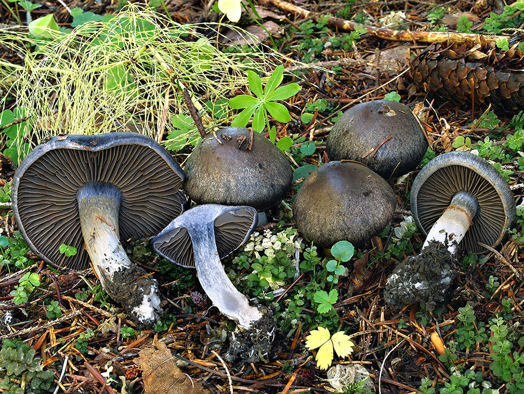 C. obscurocyaneus - temnomodrý