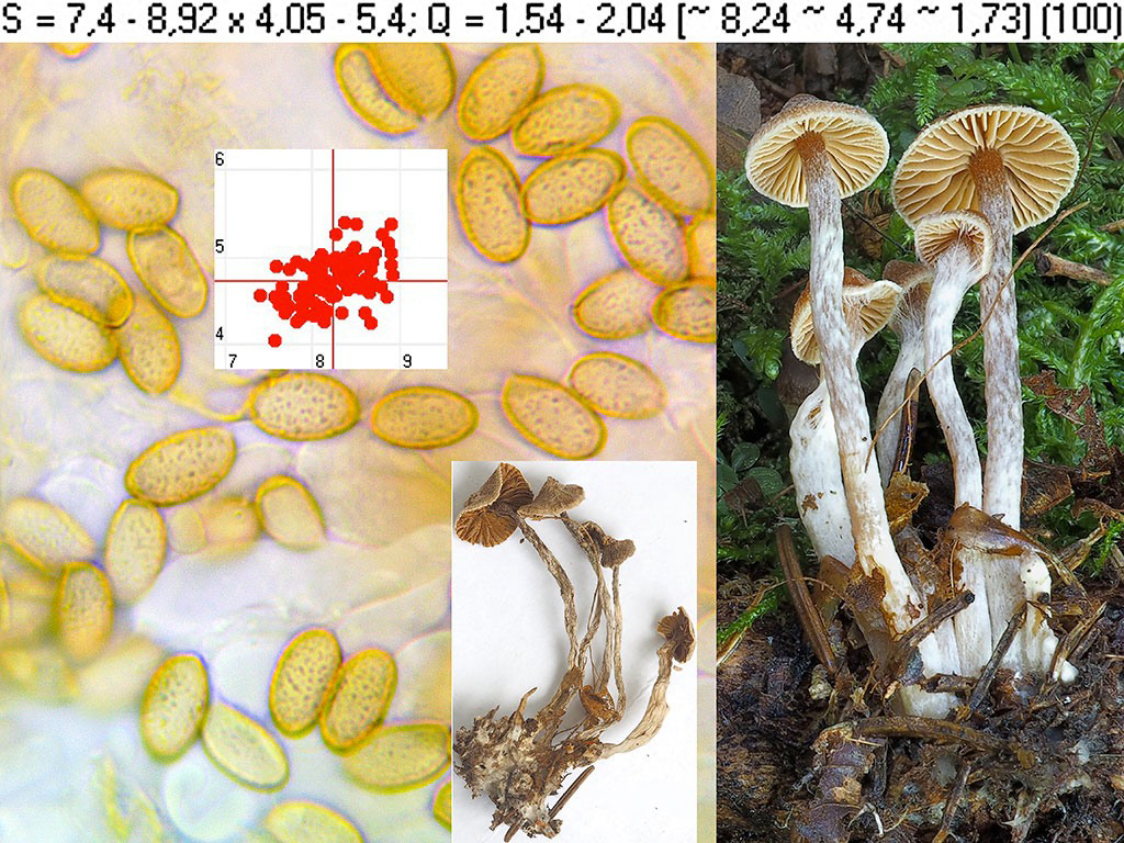 C. obtusobadius - zatupený