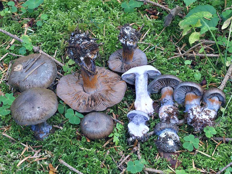C. occidentalis - západný