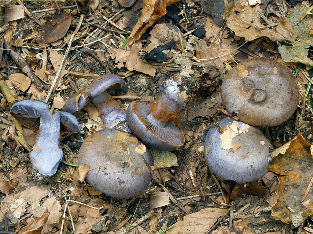 C. occidentalis var. obscurus - západný temný