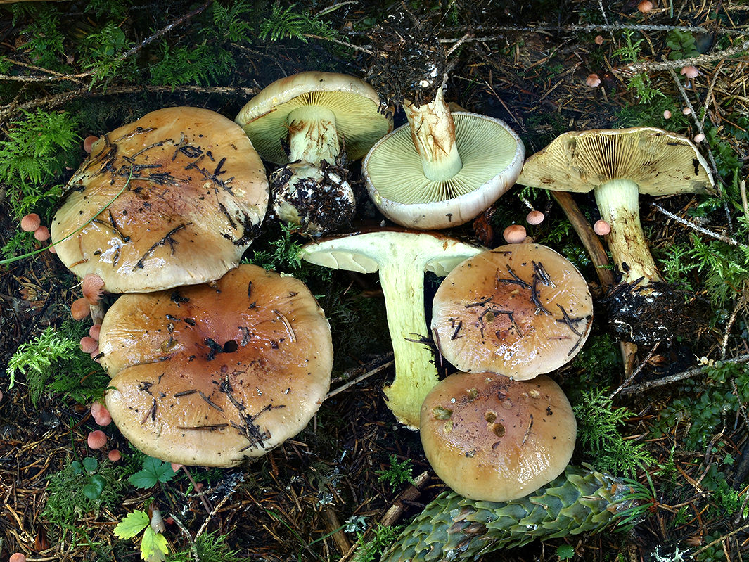 C. odorifer - anízový