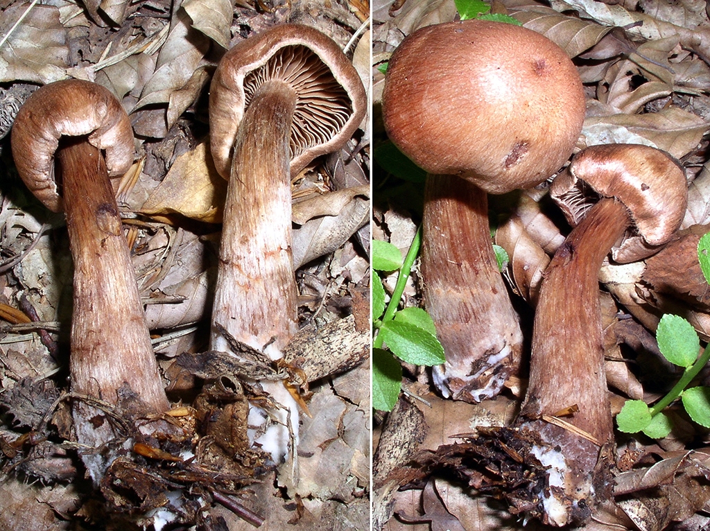 C. oenochelis - vínovolupeňový