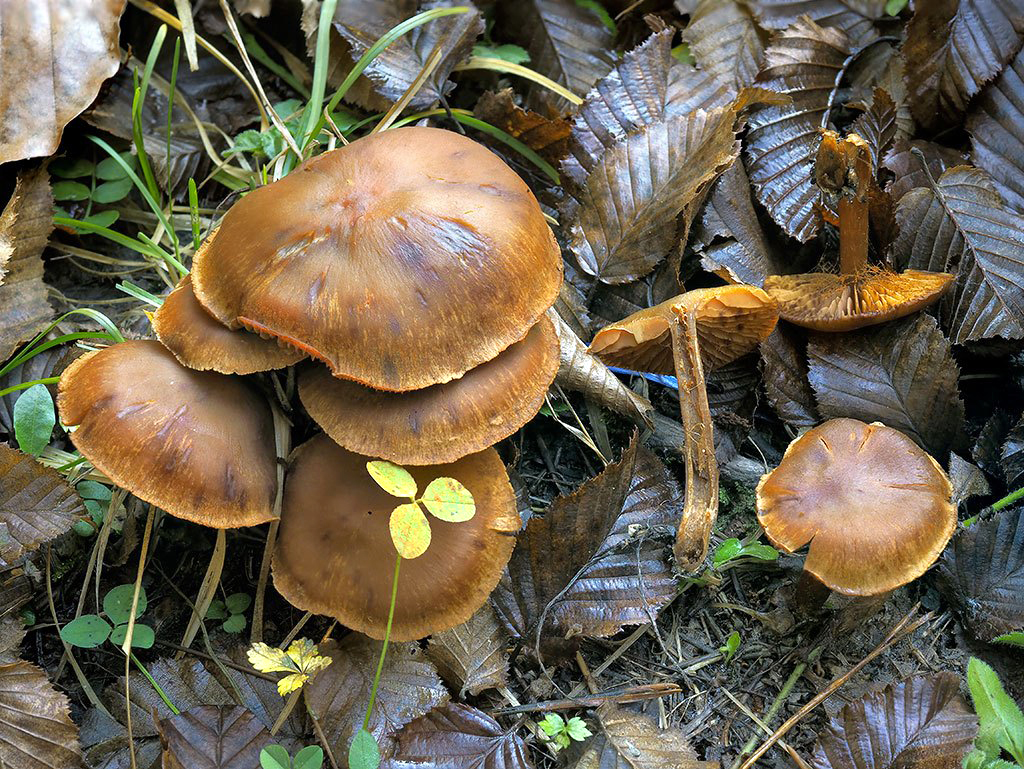 C. ochraceoleoninus f. parvisemen - okrovožltkastý malovýtrusný