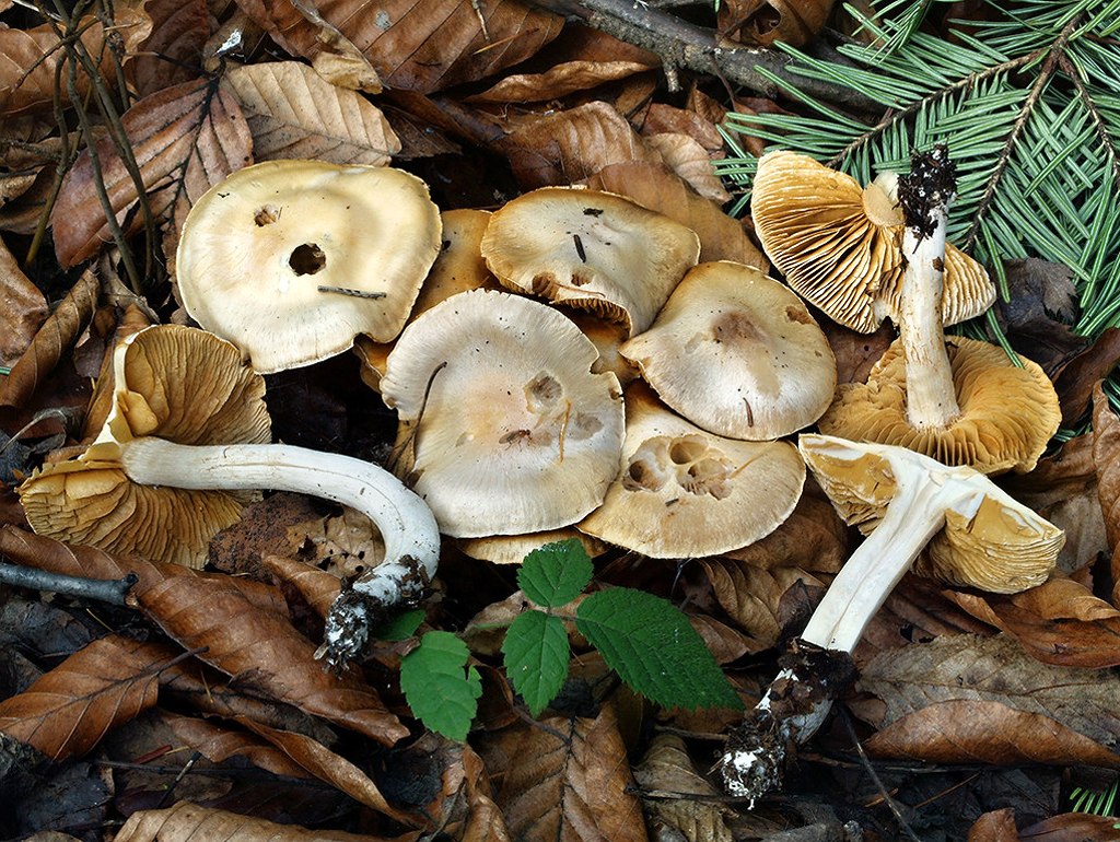 C. ochroleucoides - okrovobelavý
